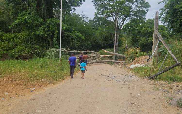 Árvore cai e bloqueia passagem no bairro João Romão, deixando região sem energia